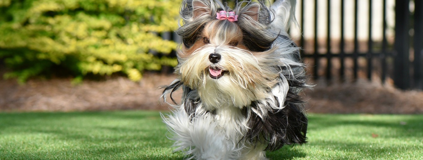 yorkie dog running outside on turf