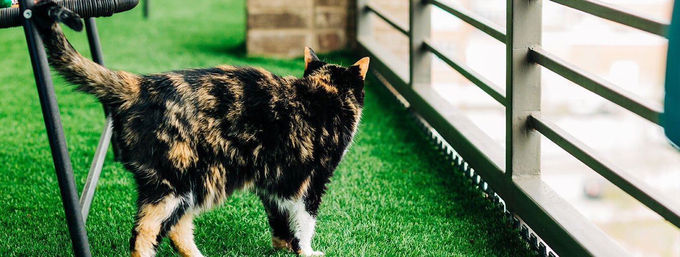 a tortishelle cat on a balcony with turf